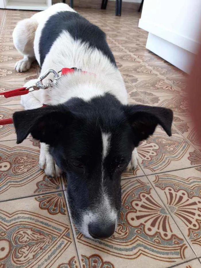 Cachorro ra a Srd idade 2 anos nome Lucky 