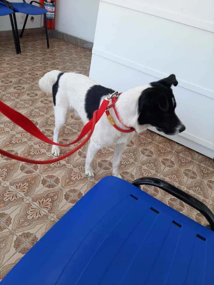 Cachorro ra a Srd idade 2 anos nome Lucky 