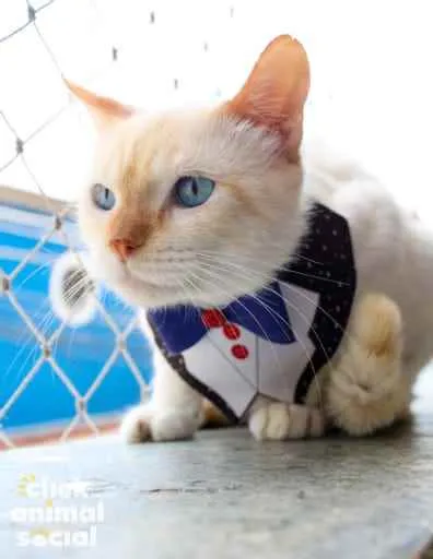 Gato ra a SRD idade 2 anos nome Brian