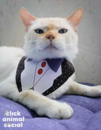 Gato ra a SRD idade 2 anos nome Brian