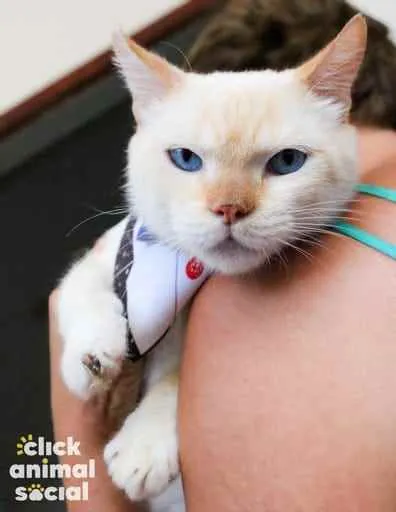 Gato ra a SRD idade 2 anos nome Brian