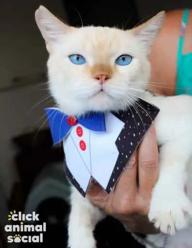 Gato ra a SRD idade 2 anos nome Brian