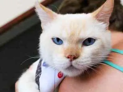 Gato ra a SRD idade 2 anos nome Brian
