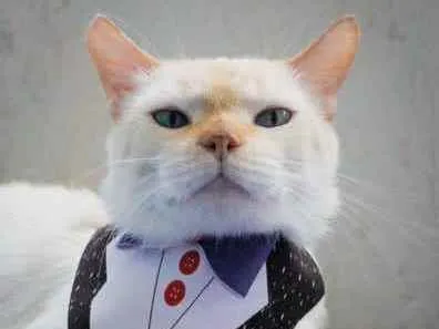 Gato ra a SRD idade 2 anos nome Brian
