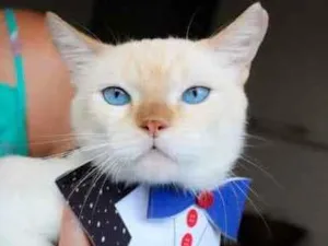 Gato raça SRD idade 2 anos nome Brian