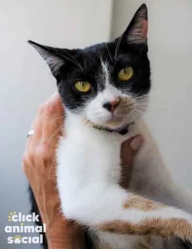 Gato ra a SRD idade 7 a 11 meses nome Dorothy