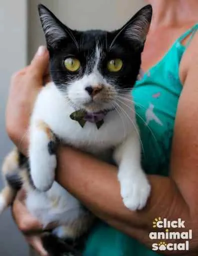 Gato ra a SRD idade 7 a 11 meses nome Dorothy