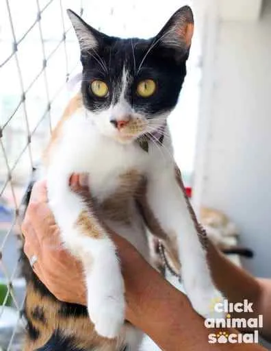 Gato ra a SRD idade 7 a 11 meses nome Dorothy