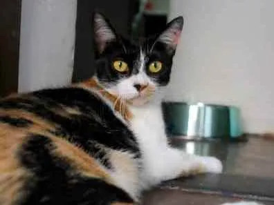 Gato ra a SRD idade 7 a 11 meses nome Dorothy