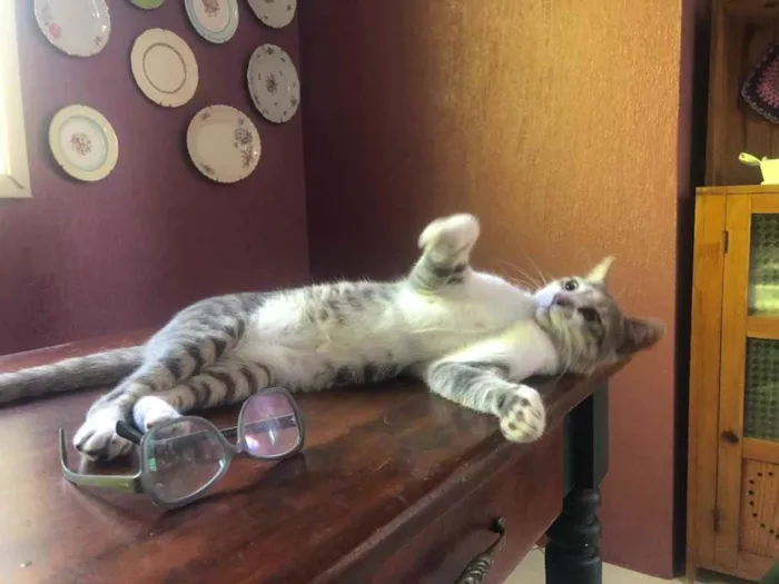 Gato ra a Srd idade 1 ano nome Petruquio 