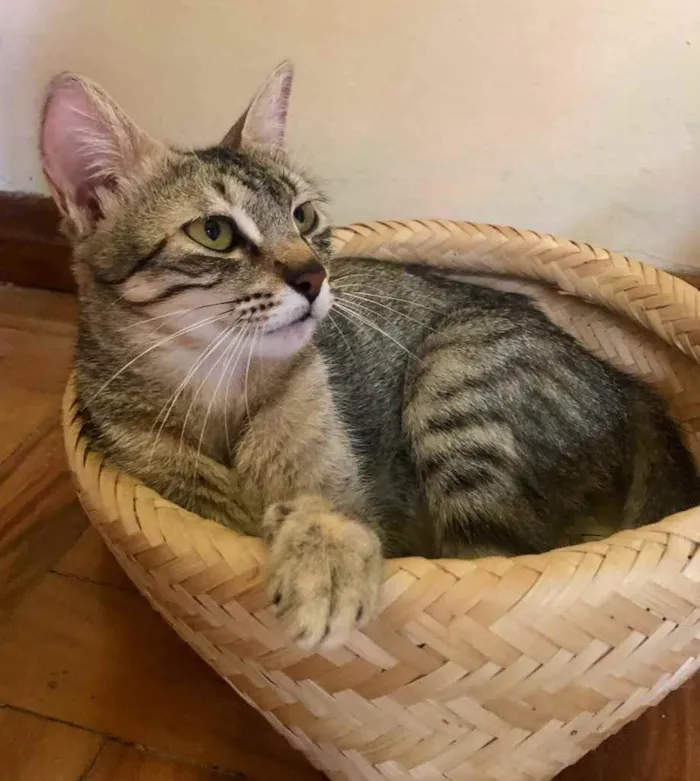 Gato ra a Srd idade 1 ano nome Frederica 