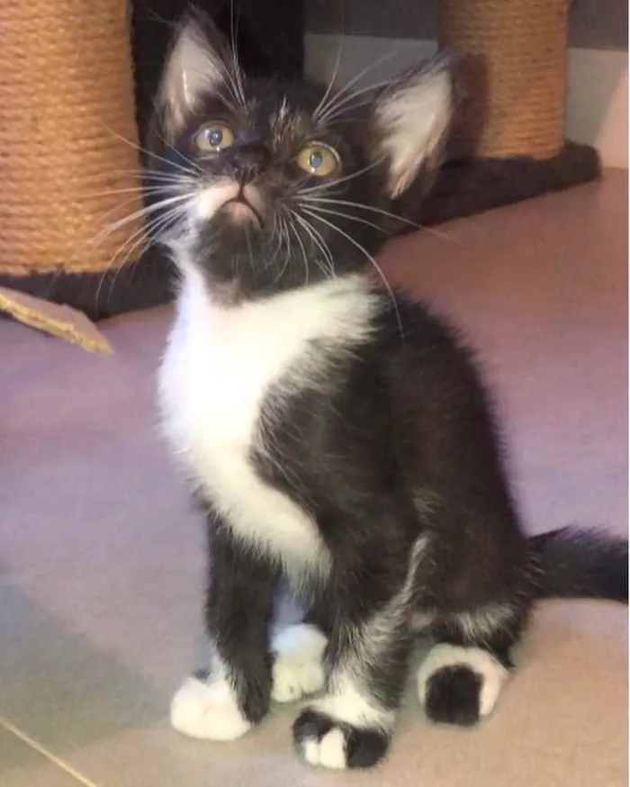 Gato ra a Srd idade Abaixo de 2 meses nome Maria José 