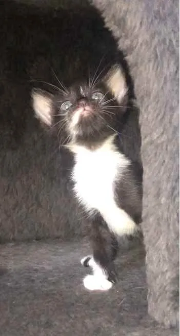 Gato ra a Srd idade Abaixo de 2 meses nome Maria José 