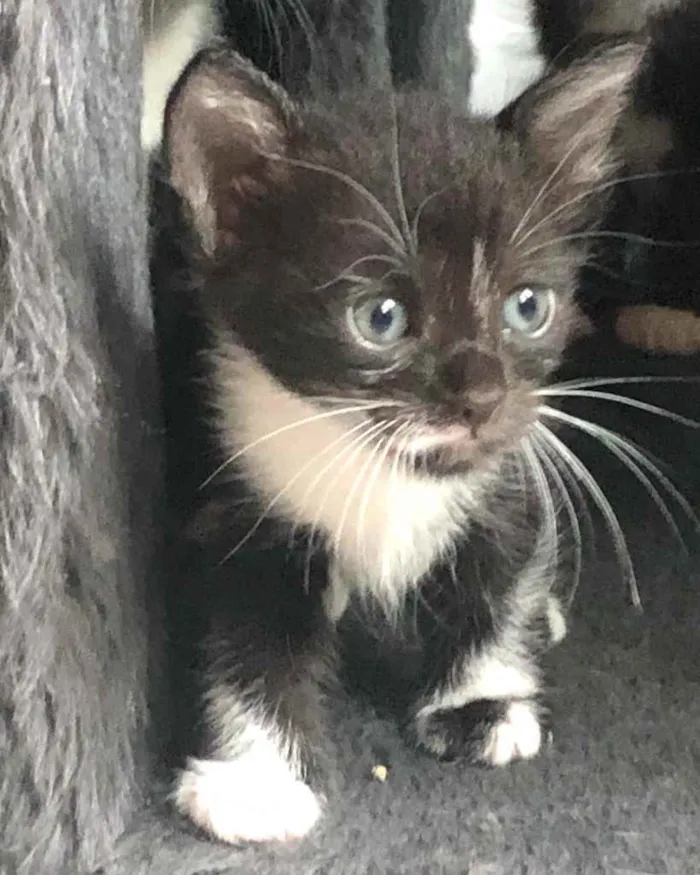 Gato ra a Srd idade Abaixo de 2 meses nome Maria José 
