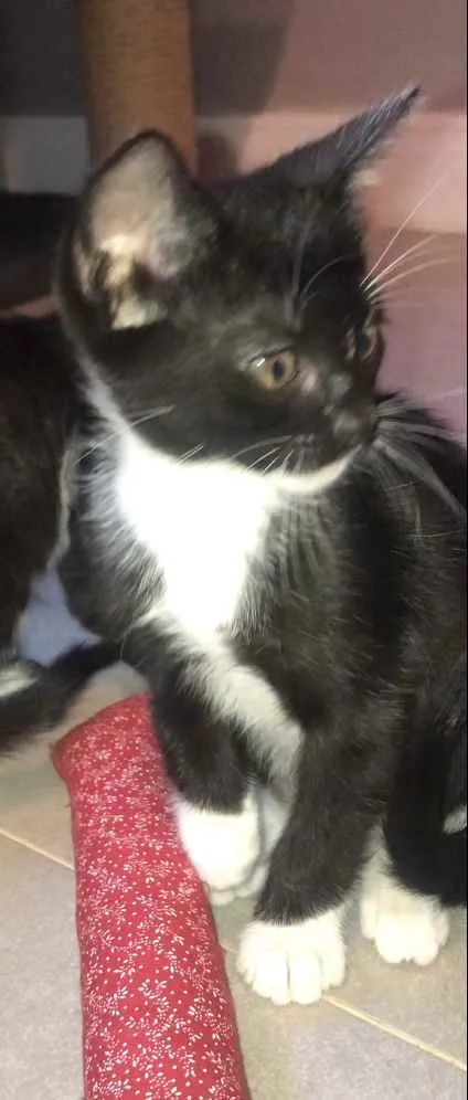 Gato ra a Srd idade  nome Maria Fernanda