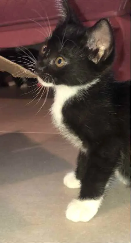 Gato ra a Srd idade  nome Maria Fernanda