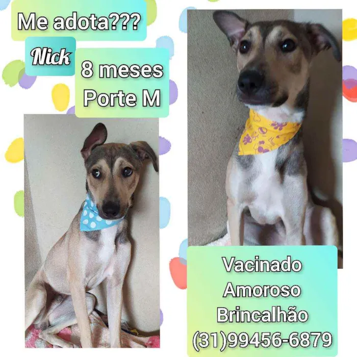Cachorro raça SRD idade 7 a 11 meses nome Nick 
