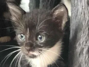 Gato raça Srd idade Abaixo de 2 meses nome Maria José 