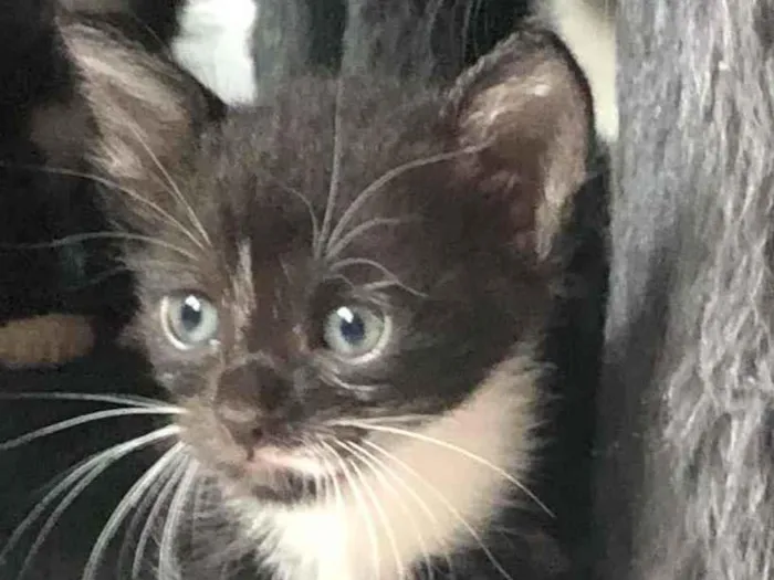 Gato ra a Srd idade Abaixo de 2 meses nome Maria José 