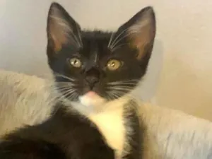Gato raça Srd idade  nome Maria Fernanda