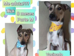 Cachorro raça SRD idade 7 a 11 meses nome Nick 