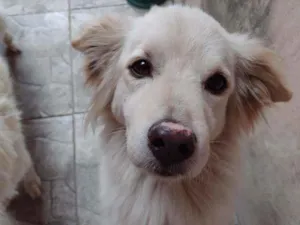 Cachorro raça SRD idade 6 ou mais anos nome Dom