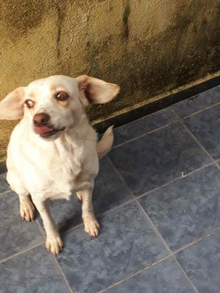 Cachorro ra a  idade 6 ou mais anos nome Mocinha