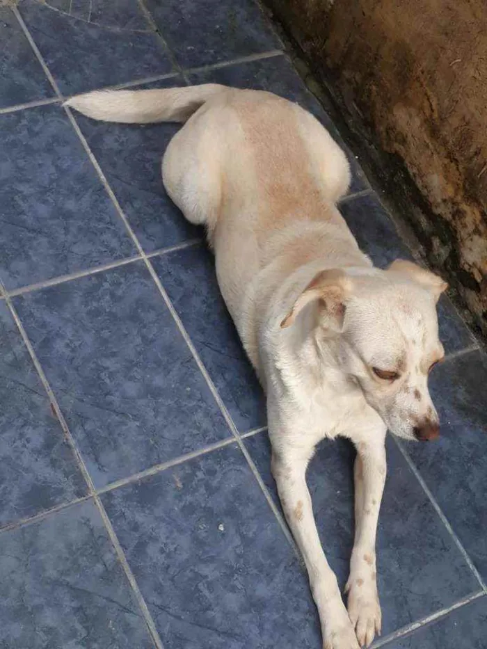 Cachorro ra a  idade 6 ou mais anos nome Mocinha