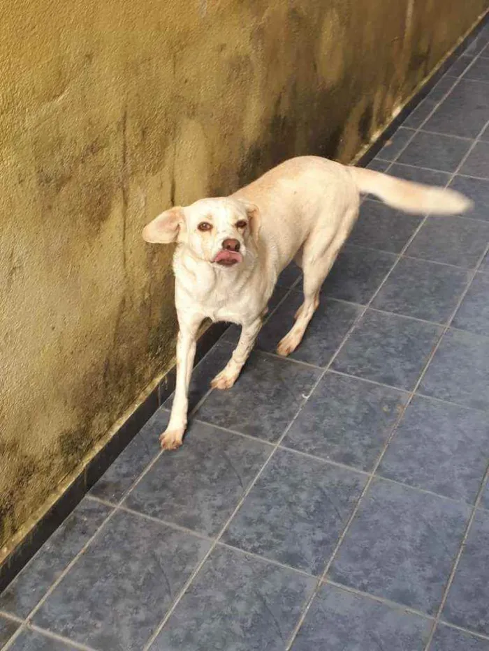 Cachorro ra a  idade 6 ou mais anos nome Mocinha