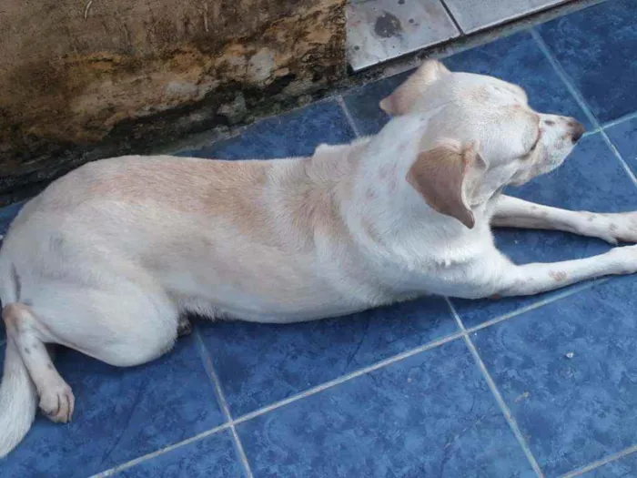 Cachorro ra a  idade 6 ou mais anos nome Mocinha