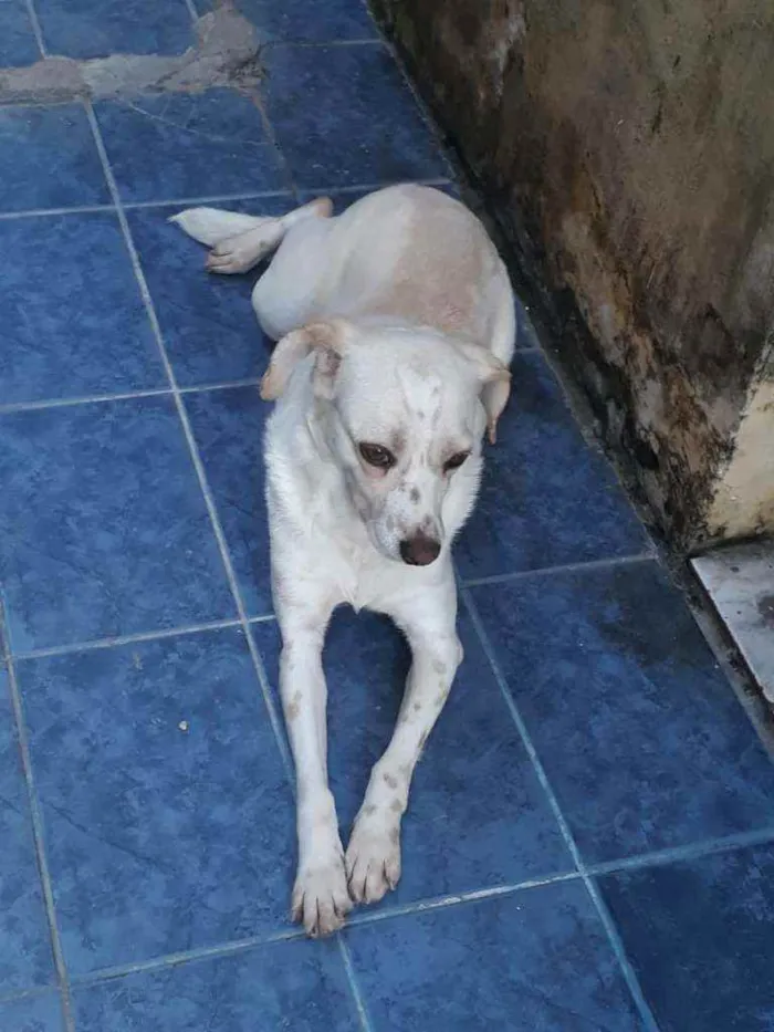 Cachorro ra a  idade 6 ou mais anos nome Mocinha