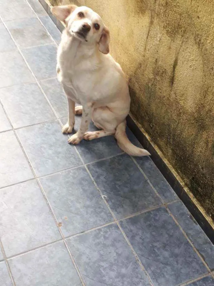 Cachorro ra a  idade 6 ou mais anos nome Mocinha