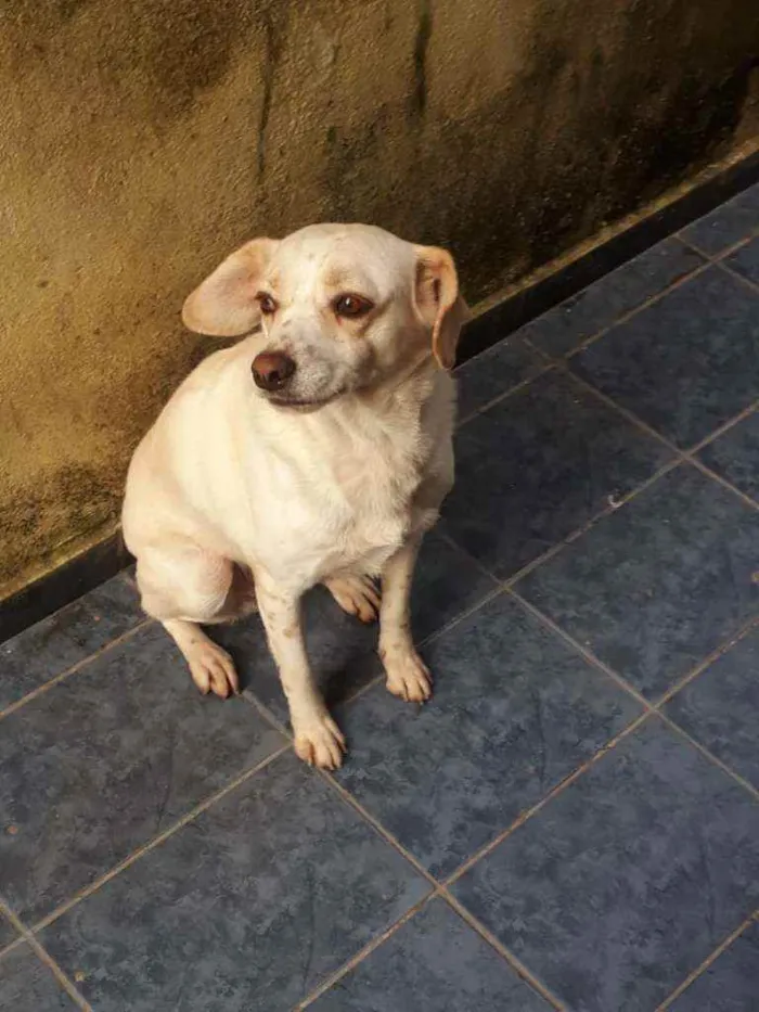 Cachorro ra a  idade 6 ou mais anos nome Mocinha