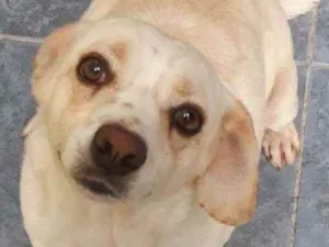 Cachorro raça  idade 6 ou mais anos nome Mocinha