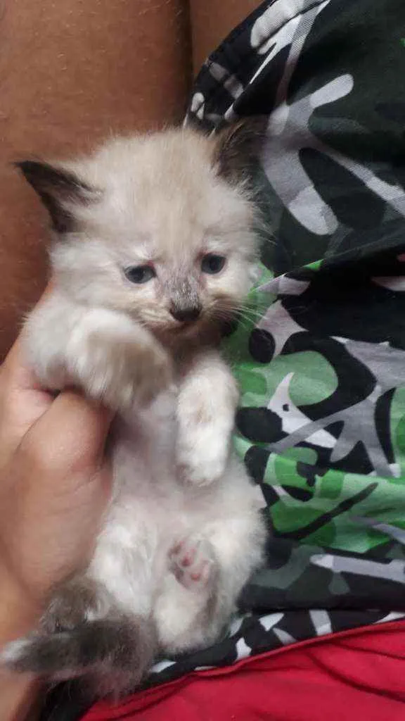 Gato ra a Gatos idade Abaixo de 2 meses nome Sem nome