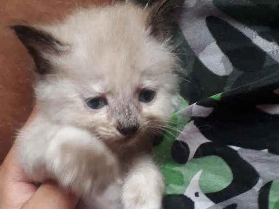 Gato ra a Gatos idade Abaixo de 2 meses nome Sem nome