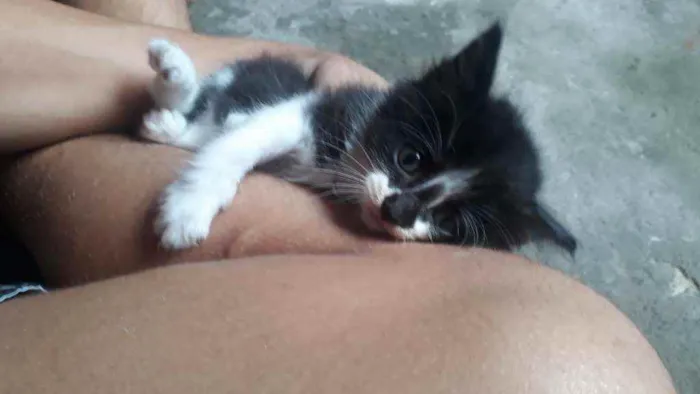 Gato ra a Gatos idade Abaixo de 2 meses nome Sem nome