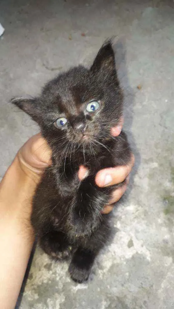 Gato ra a Gatos idade Abaixo de 2 meses nome Sem nome