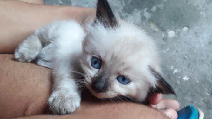 Gato ra a Gatos idade Abaixo de 2 meses nome Sem nome