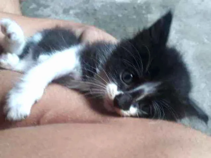 Gato ra a Gatos idade Abaixo de 2 meses nome Sem nome