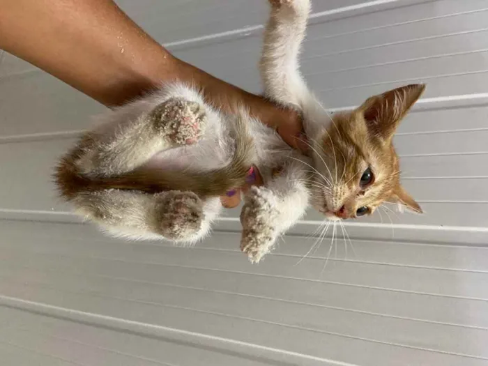 Gato raça Srd idade Abaixo de 2 meses nome Alberto 2 meses