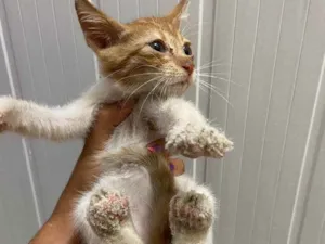 Gato raça Srd idade Abaixo de 2 meses nome Alberto 2 meses