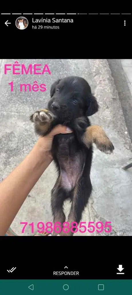 Cachorro raça Srd idade Abaixo de 2 meses nome Recém-nascidos