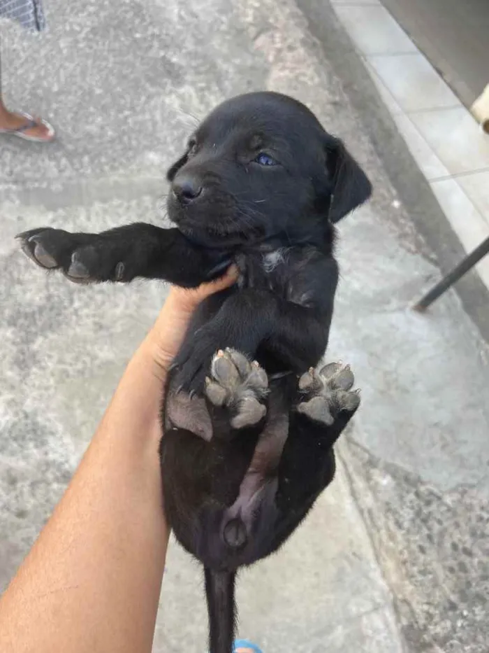 Cachorro raça Srd idade Abaixo de 2 meses nome Recém-nascidos