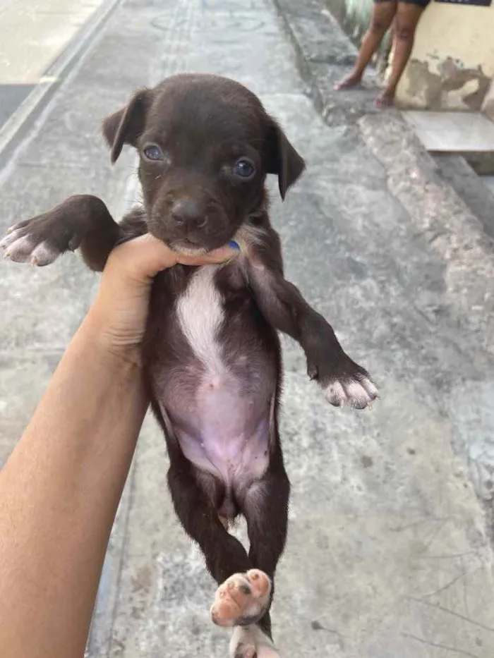 Cachorro raça Srd idade Abaixo de 2 meses nome Recém-nascidos
