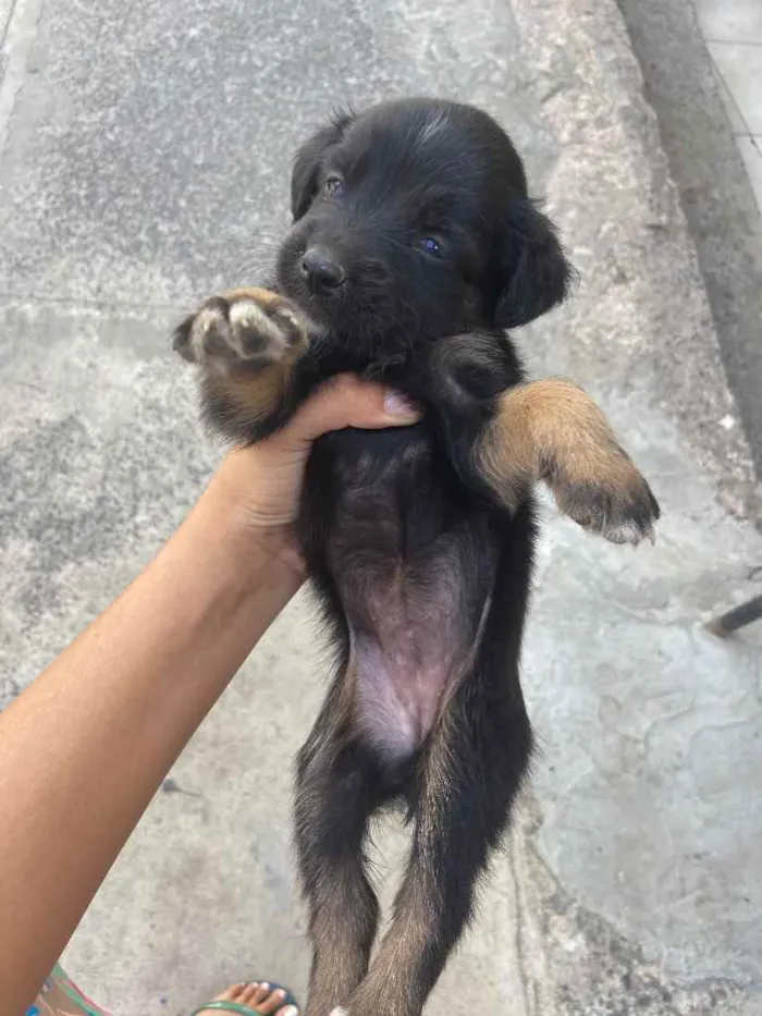 Cachorro raça Srd idade Abaixo de 2 meses nome Recém-nascidos