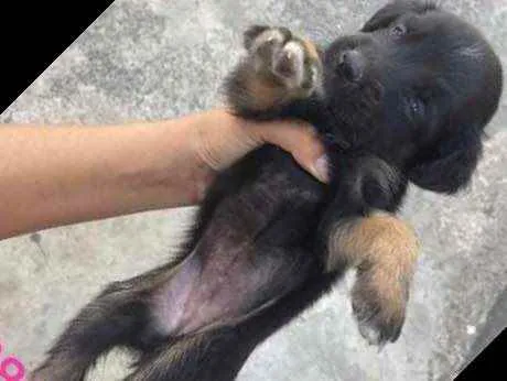 Cachorro raça Srd idade Abaixo de 2 meses nome Recém-nascidos