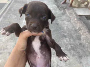 Cachorro raça Srd idade Abaixo de 2 meses nome Recém-nascidos