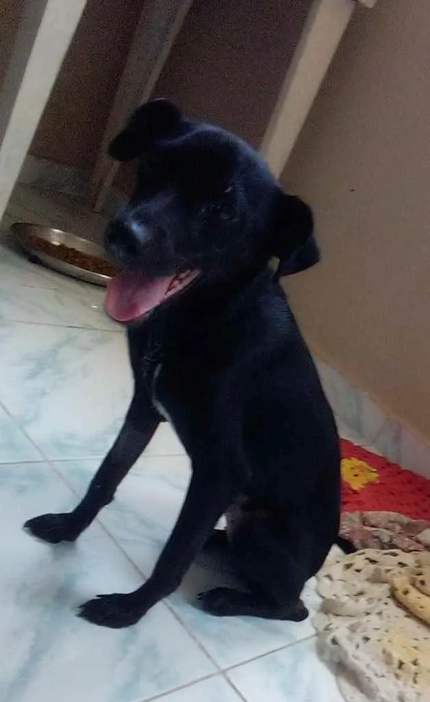 Cachorro raça Srd idade 2 a 6 meses nome Pretinha castrada