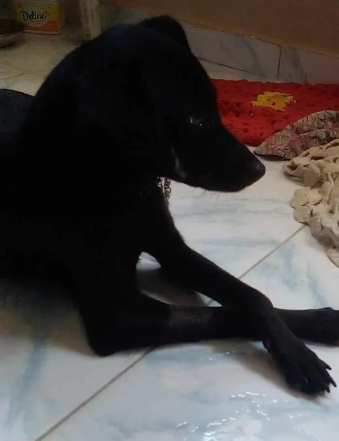 Cachorro raça Srd idade 2 a 6 meses nome Pretinha castrada